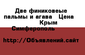 Две финиковеые пальмы и агава › Цена ­ 5 000 - Крым, Симферополь  »    